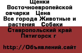 Щенки Восточноевропейской овчарки › Цена ­ 25 000 - Все города Животные и растения » Собаки   . Ставропольский край,Пятигорск г.